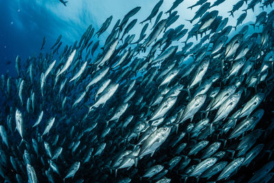 A school of bigeye trevally