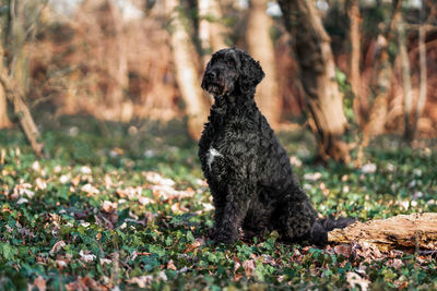 Black dog sitting on land