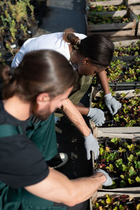 Diverse farmers planting strawberry in crates