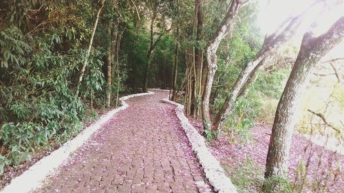 Road amidst trees in forest