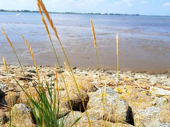 Close-up of grass on beach