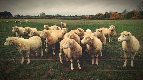 Sheep on grassy field