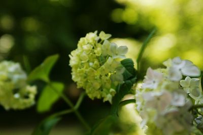 Close-up of flowering plant