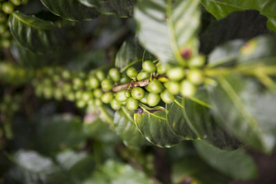 Close-up of fruits growing on tree