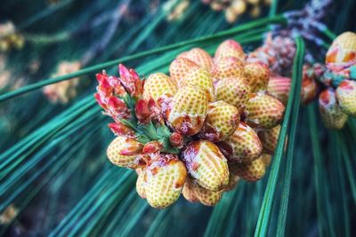 Close-up of berries on plant