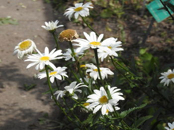 Close-up of white daisy flowers on field