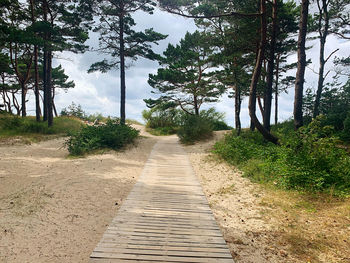 Footpath amidst trees in forest