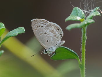 Close-up of butterfly on leaf