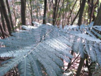 Close-up of tree trunk in forest