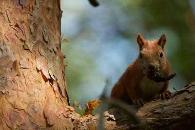 Portrait of squirrel on tree trunk