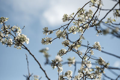 Low angle view of apple blossoms against sky