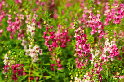 Close-up of pink flowering plants