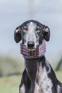 Close-up portrait of dog against blurred background