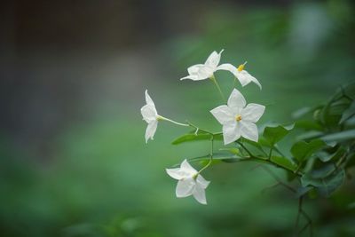 Close-up of white flowering plant