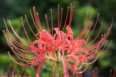 Close-up of red flower