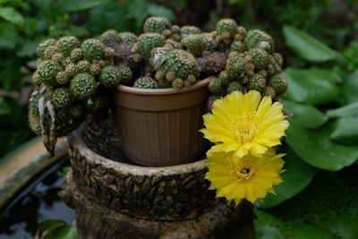 Close-up of yellow flowers