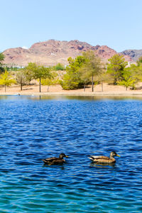 Ducks swimming in lake