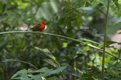 Close-up of bird perching on red leaf
