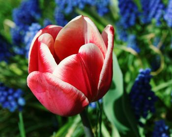 Close-up of red flowers