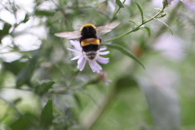 Honey bee pollinating on flower