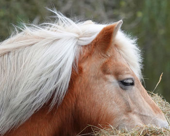 Close-up of a horse