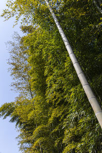 Low angle view of bamboo trees in forest