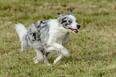 Border collie dog running and chasing coursing lure on green field