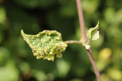 Close-up of plant growing outdoors