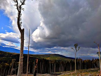 Plants growing on land against sky