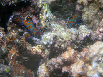 Fish swimming in sea