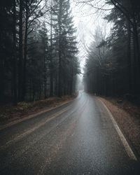 Country road amidst trees in forest