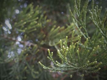 Close-up of plant