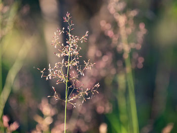 Close-up of flowering plants during rainy season