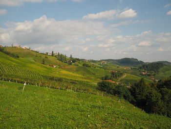 Scenic view of vineyard against sky