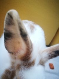 Close-up of cat relaxing