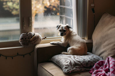 Dog relaxing on sofa at home