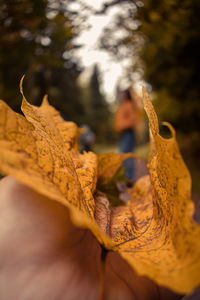 Close-up of yellow autumn leaves