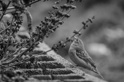 Close-up of bird perching on branch against sky