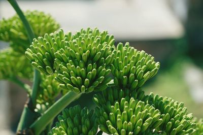 Close-up of succulent plant