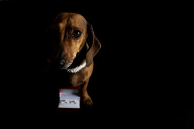 Close-up portrait of dog over black background