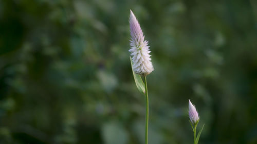 Close-up of white flower blooming outdoors