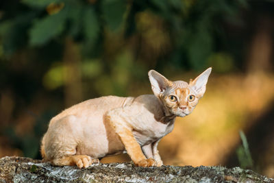 Portrait of cat