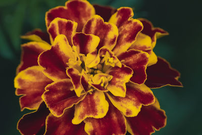 Close-up of fresh yellow flower