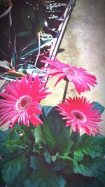 Close-up of pink flowers blooming outdoors