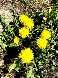 Close-up of yellow flowers blooming outdoors