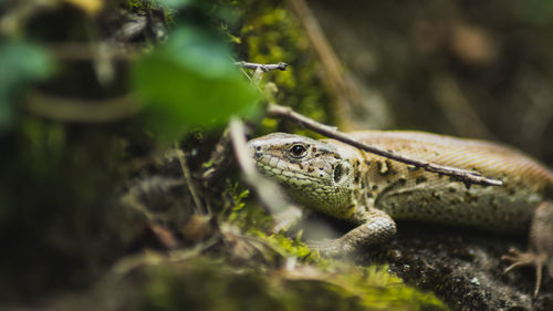 Close-up of frog on plant
