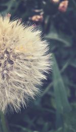 Close-up of dandelion flower