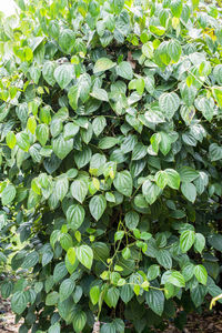 Full frame shot of green leaves