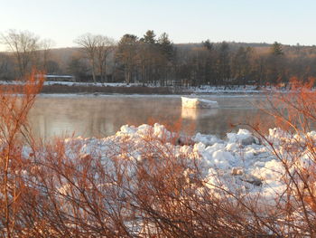 Scenic view of lake against trees