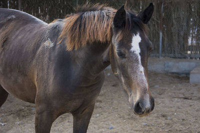 Horse standing in ranch